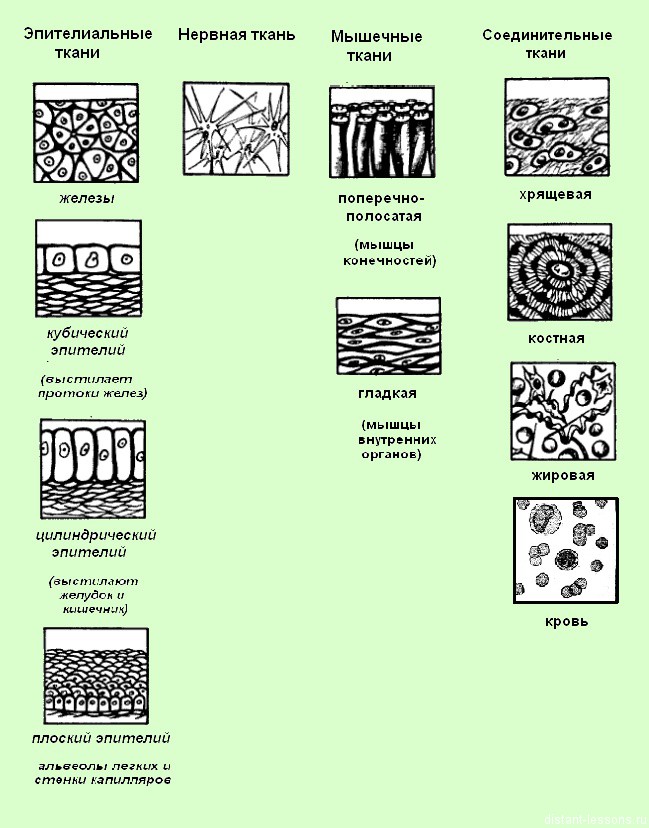 Назовите изображенные на рисунке ткани. Схема строения животных тканей. Схемы строения тканей человека. Функции эпителиальной ткани биология ЕГЭ. Схема эпителиальной ткани животного.