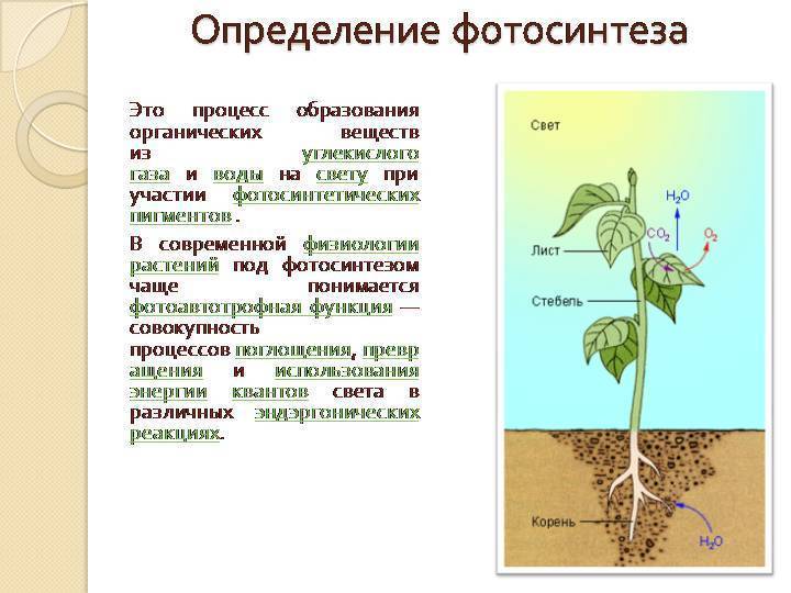 Происходит в корнях растения фотосинтез. Образование органических веществ в растении. Фотосинтез процесс образования органических веществ из. Какие органы участвуют в процессе фотосинтеза. Физиологический процесс фотосинтез.