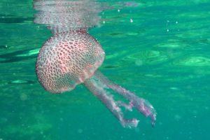 Первая помощь при укусе медузы
