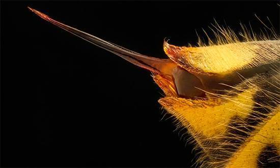 Что применять при укусе осы чем лечить укус осы при сильной аллергии