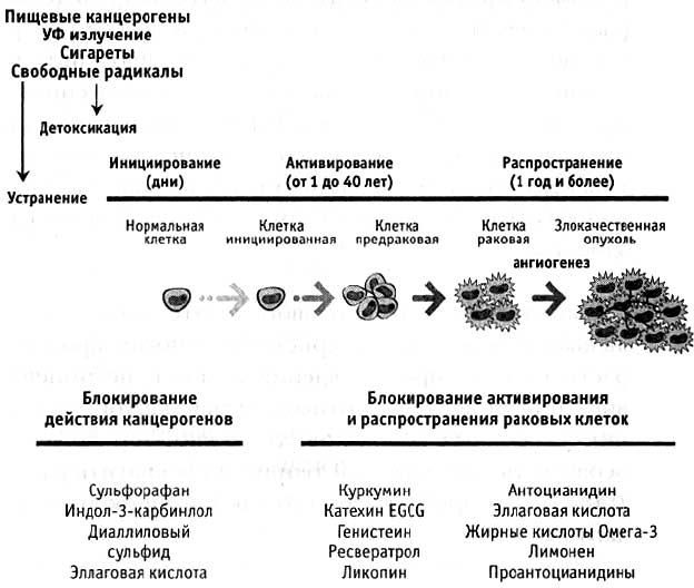 меню для стомированных людей. Смотреть фото меню для стомированных людей. Смотреть картинку меню для стомированных людей. Картинка про меню для стомированных людей. Фото меню для стомированных людей