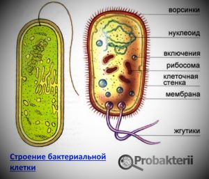 что больше клетка или бактерия. Смотреть фото что больше клетка или бактерия. Смотреть картинку что больше клетка или бактерия. Картинка про что больше клетка или бактерия. Фото что больше клетка или бактерия