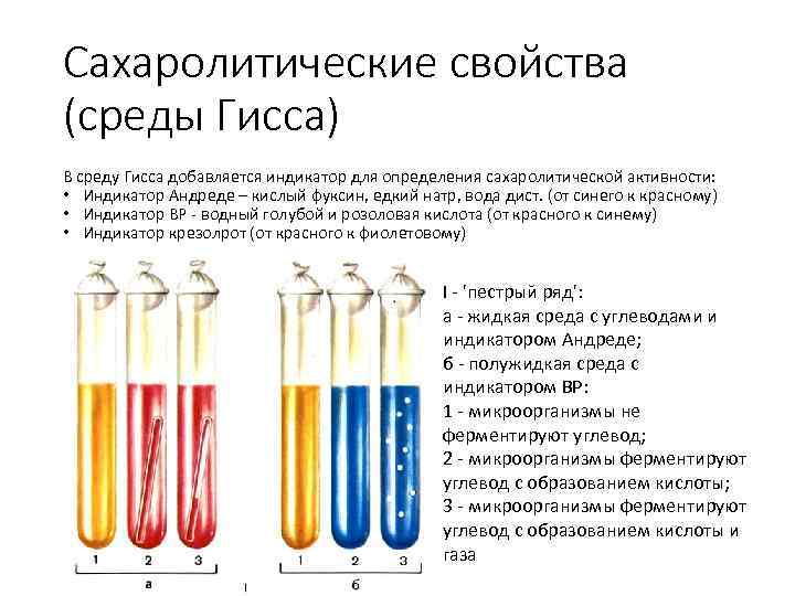 Сахаролитические свойства бактерий