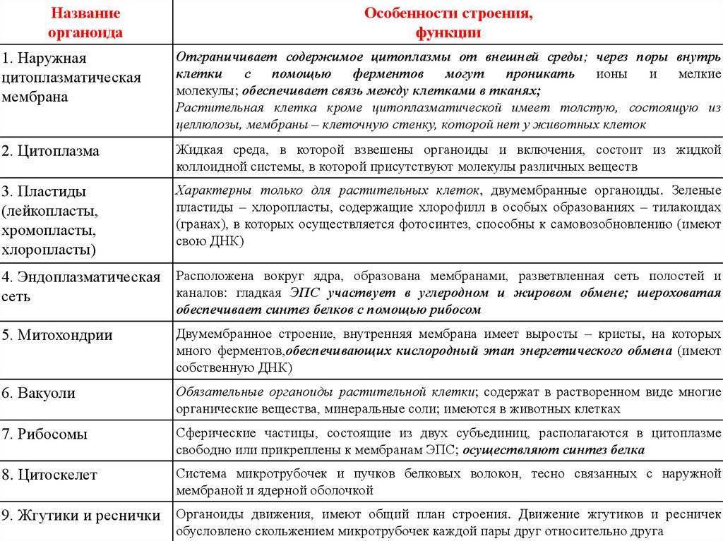 Строение и функции органоидов цитоплазмы таблица