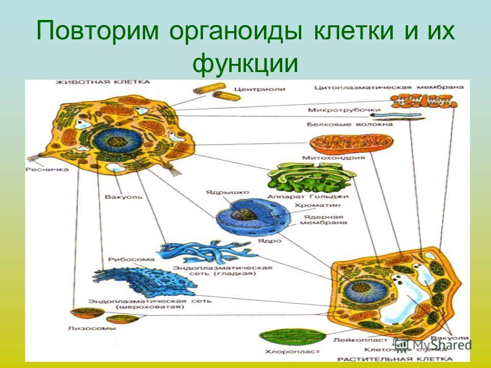 Какая клеточная органелла обозначена на фотографии вопросительным