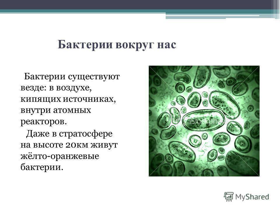 Проект бактерии презентация