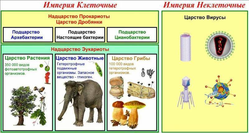 Бактерии автотрофы характеризуются тем что. 6f7efeeeab890c9c56c55537e1ddc9cd. Бактерии автотрофы характеризуются тем что фото. Бактерии автотрофы характеризуются тем что-6f7efeeeab890c9c56c55537e1ddc9cd. картинка Бактерии автотрофы характеризуются тем что. картинка 6f7efeeeab890c9c56c55537e1ddc9cd.