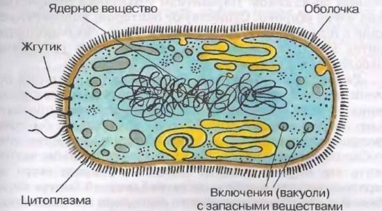 Как называются бактерии с одним жгутиком. картинка Как называются бактерии с одним жгутиком. Как называются бактерии с одним жгутиком фото. Как называются бактерии с одним жгутиком видео. Как называются бактерии с одним жгутиком смотреть картинку онлайн. смотреть картинку Как называются бактерии с одним жгутиком.