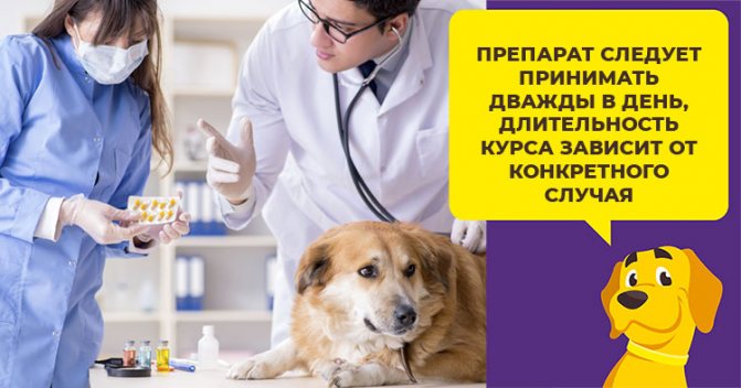 Почему апоквел так популярен на рынке ветеринарии, и почему его советуют врачи?
