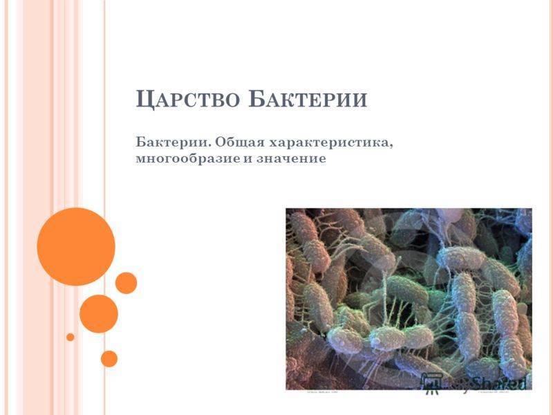 Конспект урока по теме : "бактерии. строение и жизнедеятельность"