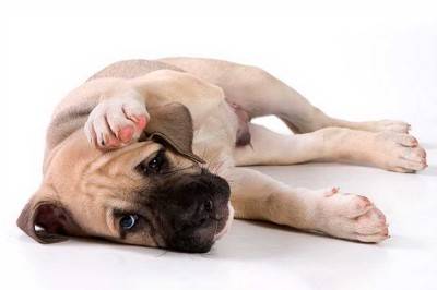 Аллергия на собак: чудовищные заблуждения, из-за которых убивают животных