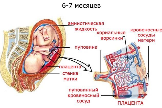 Гипоксия у новорожденных: что это, последствия, симптомы и лечение, признаки гипоксии мозга при родах, степени и легкая форма