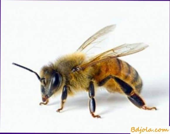 Пчелиный яд – полезные свойства, показания, применение