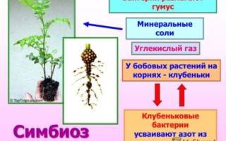 Что такое клубеньковые бактерии 5 класс биология. Смотреть фото Что такое клубеньковые бактерии 5 класс биология. Смотреть картинку Что такое клубеньковые бактерии 5 класс биология. Картинка про Что такое клубеньковые бактерии 5 класс биология. Фото Что такое клубеньковые бактерии 5 класс биология