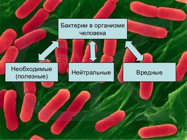 Klebsiella pneumoniae (клебсиелла пневмонии)