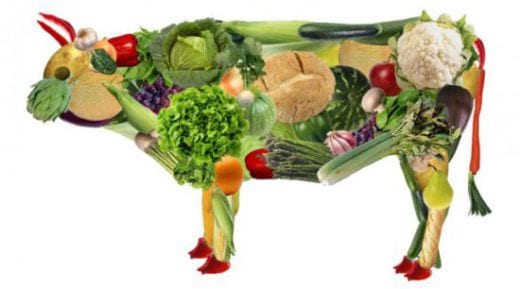 О пользе и вреде вегетарианства на основе личного опыта