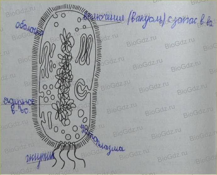 Рассмотрите рисунок напишите основные части бактериальной клетки обозначенные цифрами