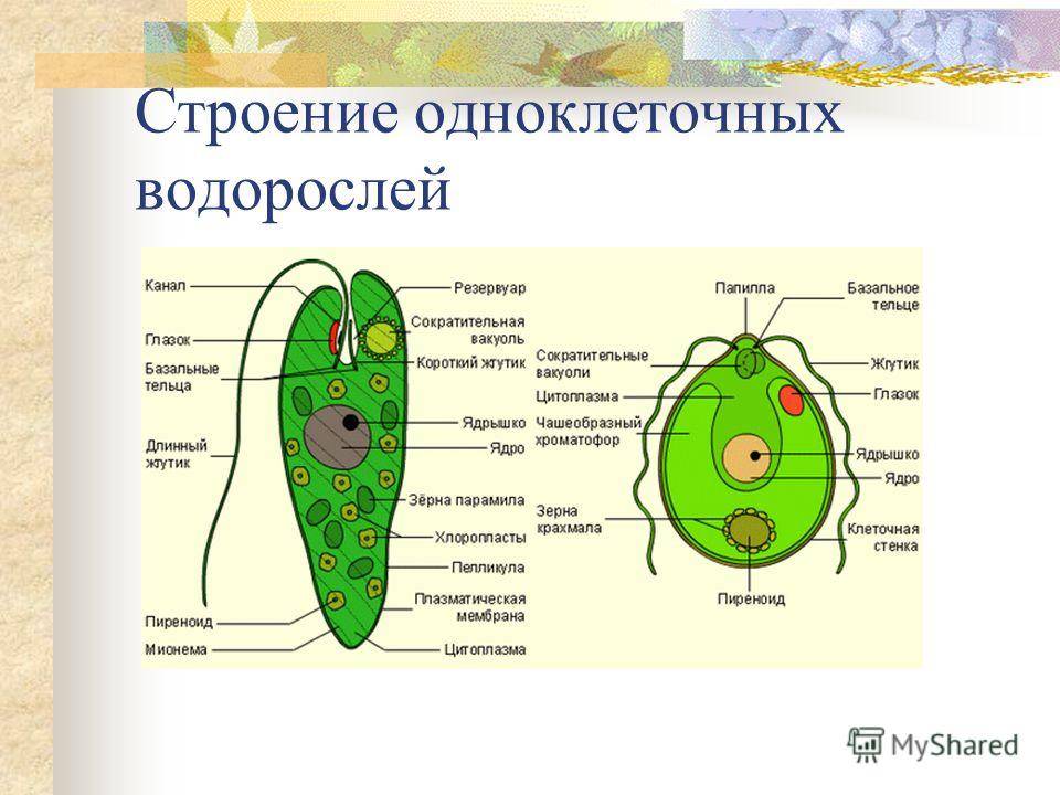 Животная клетка одноклеточные или многоклеточные. Строение клетки водоросли. Клеточное строение водорослей. Строение одноклеточных водорослей. Схема строения клетки водоросли.