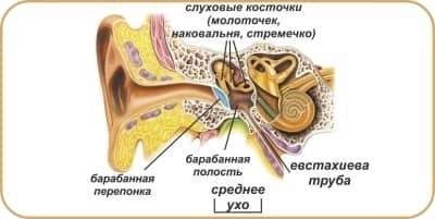 Отит — что это такое, виды, симптомы у взрослых, лечение отита уха