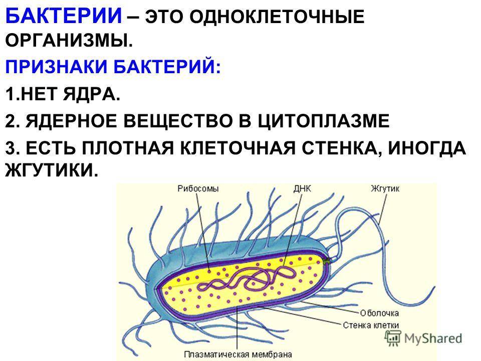 Как называются бактерии с одним жгутиком. картинка Как называются бактерии с одним жгутиком. Как называются бактерии с одним жгутиком фото. Как называются бактерии с одним жгутиком видео. Как называются бактерии с одним жгутиком смотреть картинку онлайн. смотреть картинку Как называются бактерии с одним жгутиком.