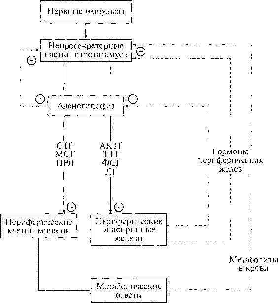 Функции адренокортикотропного гормона (актг), анализ и норма показателя
