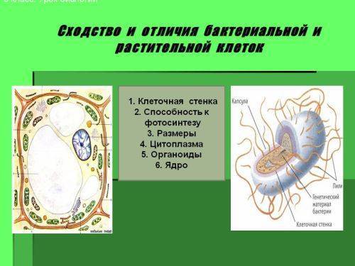 В чем заключается принципиальное различие клеток живых организмов. 75b9c4ffe9541c4e42ce0a9726c76df5. В чем заключается принципиальное различие клеток живых организмов фото. В чем заключается принципиальное различие клеток живых организмов-75b9c4ffe9541c4e42ce0a9726c76df5. картинка В чем заключается принципиальное различие клеток живых организмов. картинка 75b9c4ffe9541c4e42ce0a9726c76df5