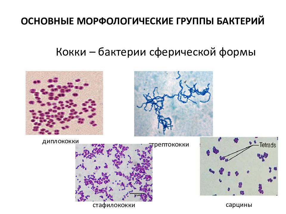 Грамотрицательные кокки форма. Морфология бактерий кокки. 6 групп бактерий