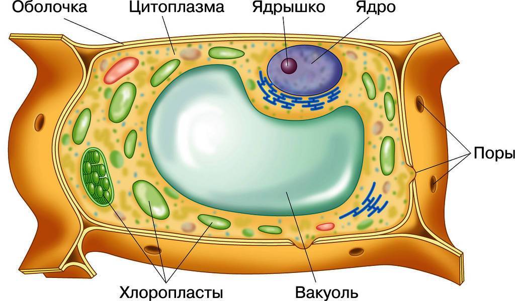 Как называют изображенную на рисунке клеточную структуру вакуоль ядро хлоропласты