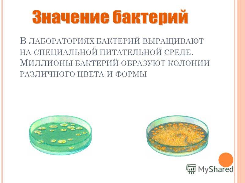 Конспект урока по теме : "бактерии. строение и жизнедеятельность"