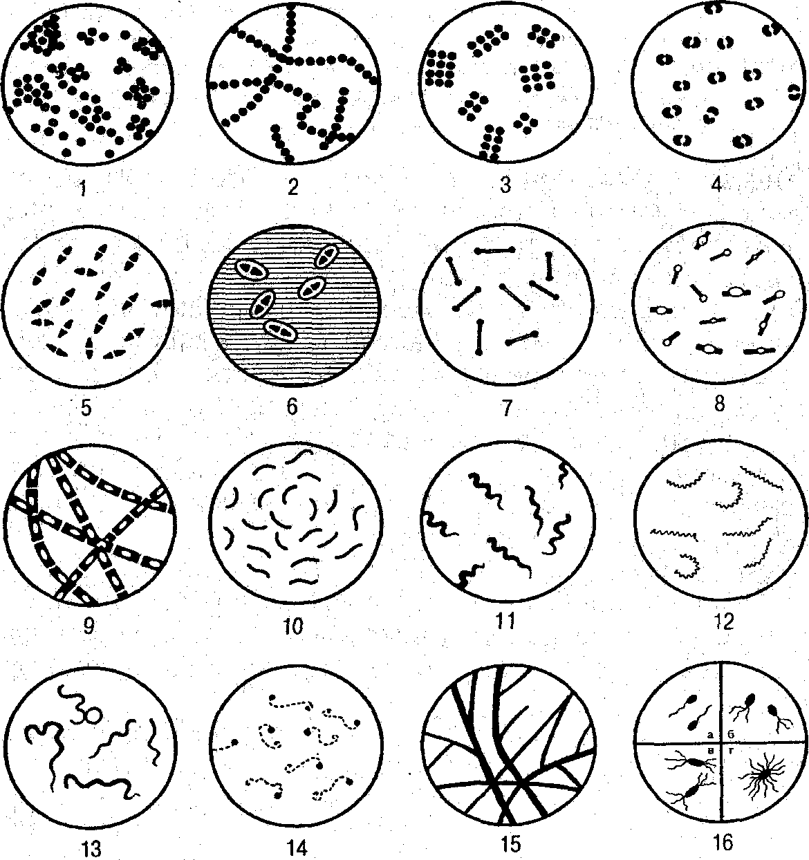 1 общий рисунок. Морфология кокковых форм бактерий. Основные формы бактерий микробиология рисунок. Основные формы бактерий микробиология. Основные формы бактерий кокковидные формы.