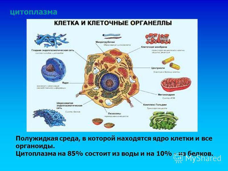 Внутренняя среда клеток органоид. Органеллы, образующей внутреннюю среду клетки.. Органоид клеточного ядра. Включения и органеллы клетки, располагаются в.
