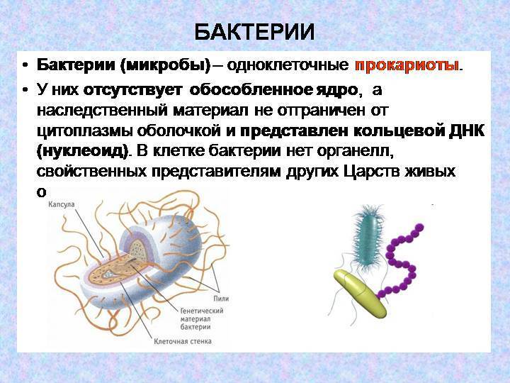 Где находится генетический материал