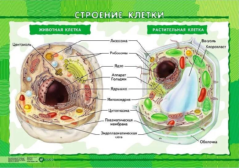 У чего ядра не имеют клетки