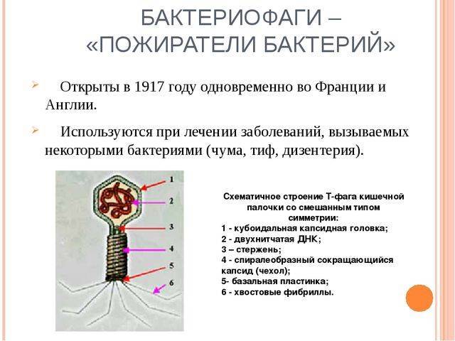 Наследственный аппарат бактериофага. Бактериофаги- Пожиратели бактерий. Бактериофаг это в биологии кратко. Строение бактериофагов таблица. Бактериофаги вирусы микроорганизмов строение.