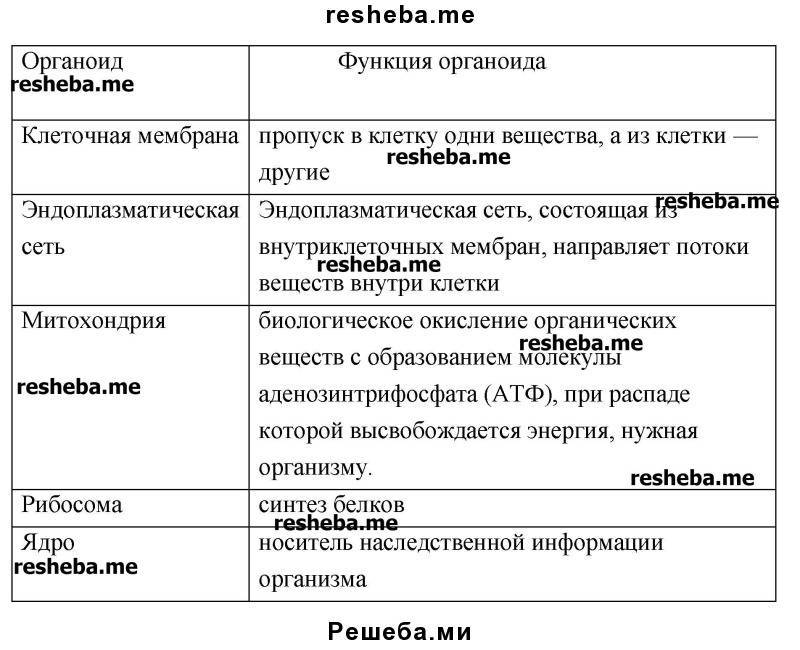 Органоиды и их функции