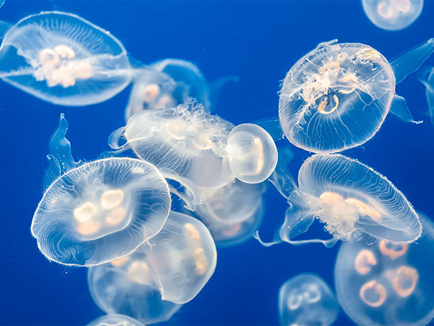 Что делать при укусе медузы