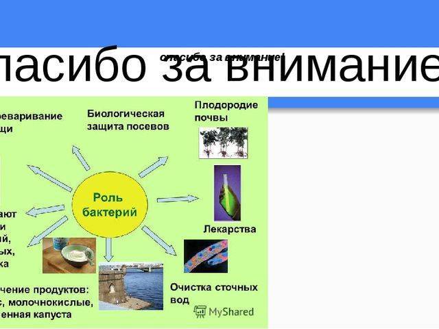 Составить схему значение бактерий