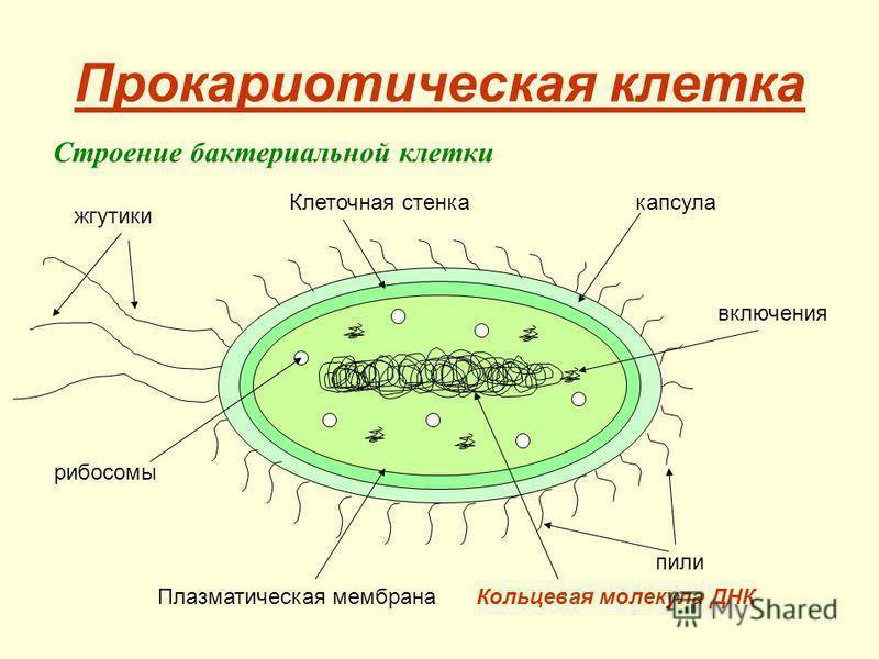 В клетках прокариот отсутствуют. Прокариот клеточная структура. Строение прокариотической клетки бактерии. Строение прокариотической бактериальной клетки. Строение прокариотической клетки на примере бактерии.