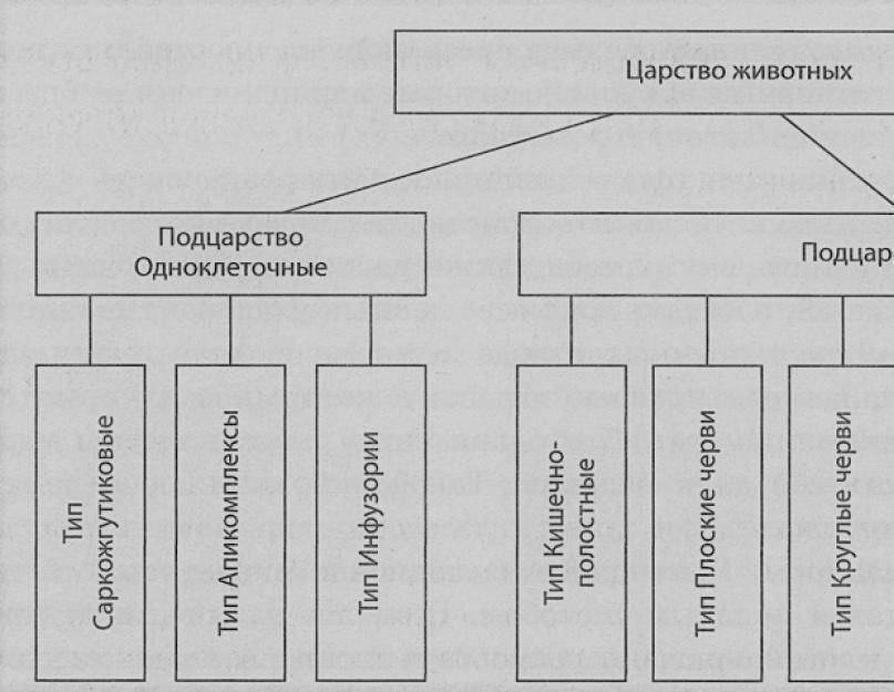 Классификация животных схема 7 класс