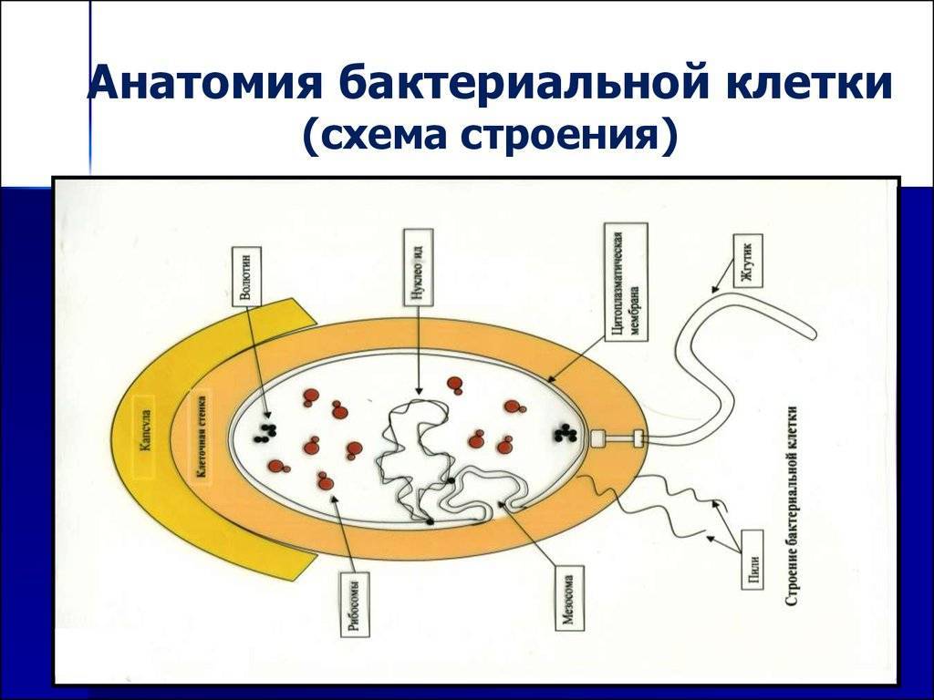 Структурные элементы бактерий. Структура бактериальной клетки микробиология. Схема строения бактериальной клетки микробиология. Строение бактерии микробиология. Схема бактериальной клетки микробиология.