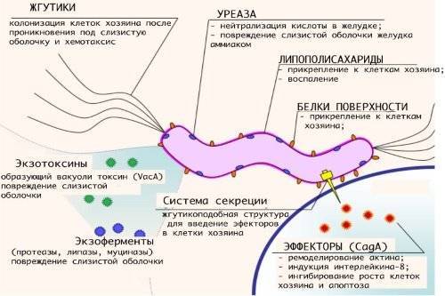 Схема лечения хилак бактерии в желудке антибиотиками