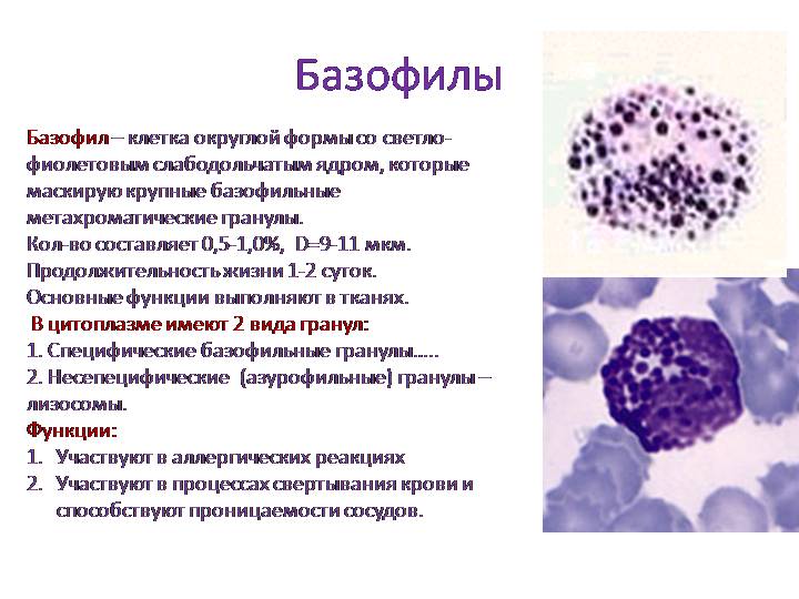 Базофилы в анализе крови