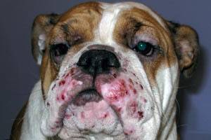 Лечение грибка малассезия у собак (+фото)