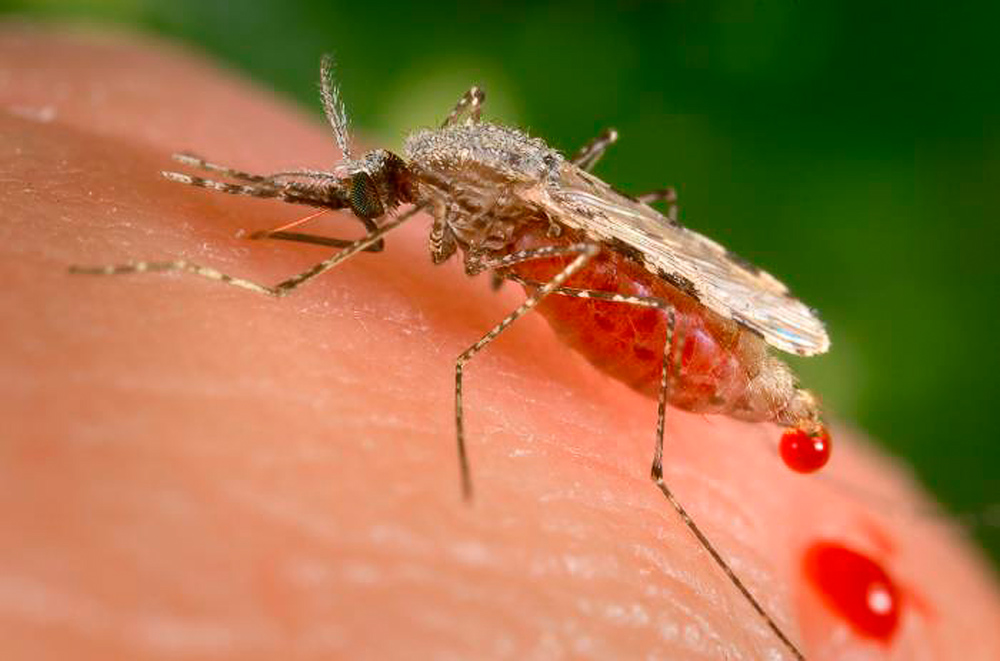 Как можно избавиться от малярии