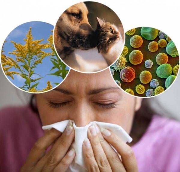 Аллергия у собак (45 фото): какие признаки, проявление, что дать щенку, какое лекарство, пищевая, противоаллергические таблетки и препараты