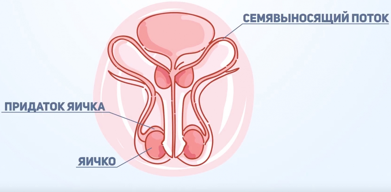 когда происходит выделение спермы у мужчин фото 92