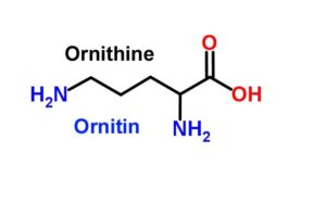Пролин и оксипролин: аминокислоты красоты + таблица содержания пролина в продуктах питания