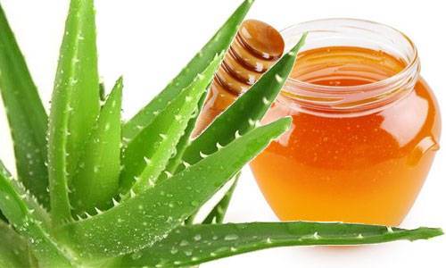 Алоэ с медом: правила приготовления для лечения простуды и кашля
