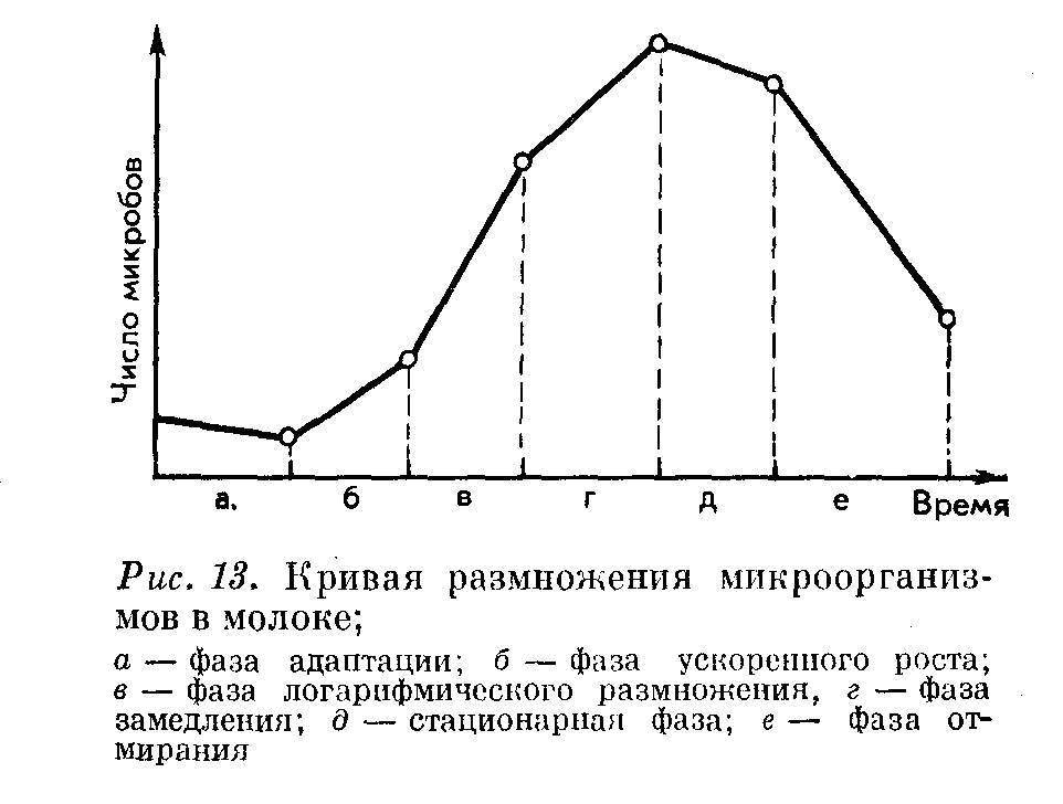 Рост бактерий. Фазы роста и размножения микроорганизмов. Фазы размножения бактерий микробиология. Фазы роста микроорганизмов микробиология. Фазы роста бактерий микробиология.