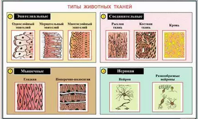 Картинки виды соединительной ткани